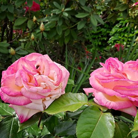 Gite 5 "Le Laurus" Aux Magnolias Aubenas Exteriér fotografie