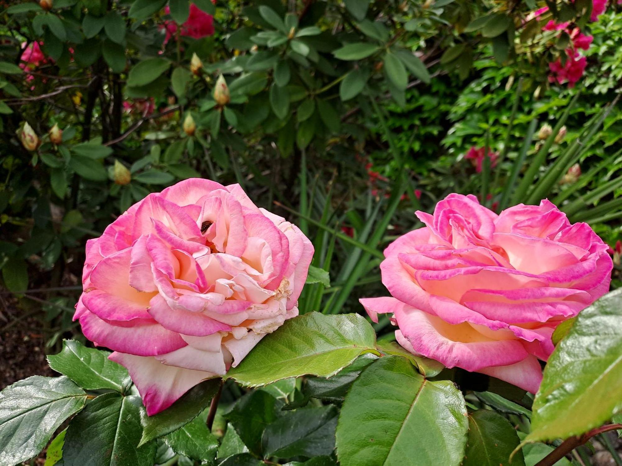 Gite 5 "Le Laurus" Aux Magnolias Aubenas Exteriér fotografie
