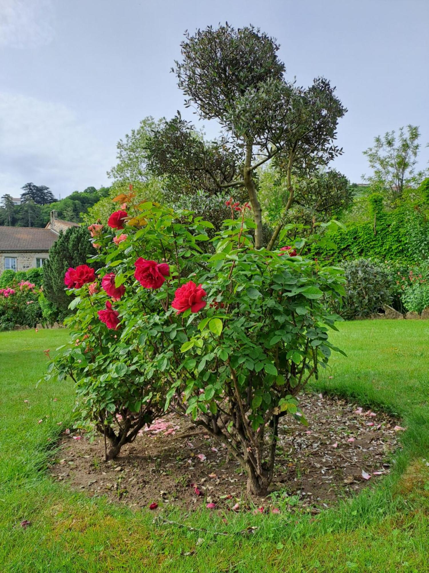 Gite 5 "Le Laurus" Aux Magnolias Aubenas Exteriér fotografie