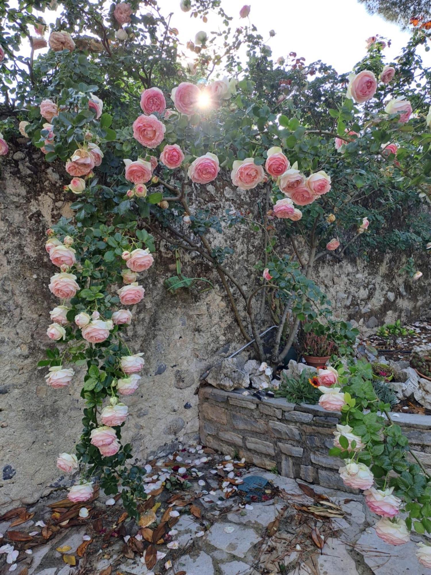 Gite 5 "Le Laurus" Aux Magnolias Aubenas Exteriér fotografie